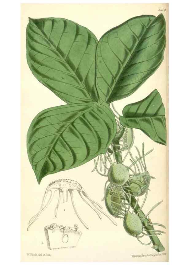Reproducción/Reproduction 8391957343: Curtis's botanical magazine.. London ;New York [etc.] :Academic Press [etc.]