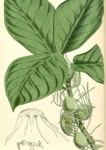 Reproducción/Reproduction 8391957343: Curtis's botanical magazine.. London ;New York [etc.] :Academic Press [etc.]