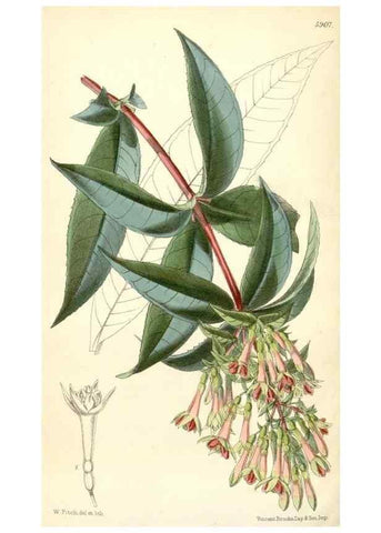 Reproducción/Reproduction 8391956597: Curtis's botanical magazine.. London ;New York [etc.] :Academic Press [etc.]