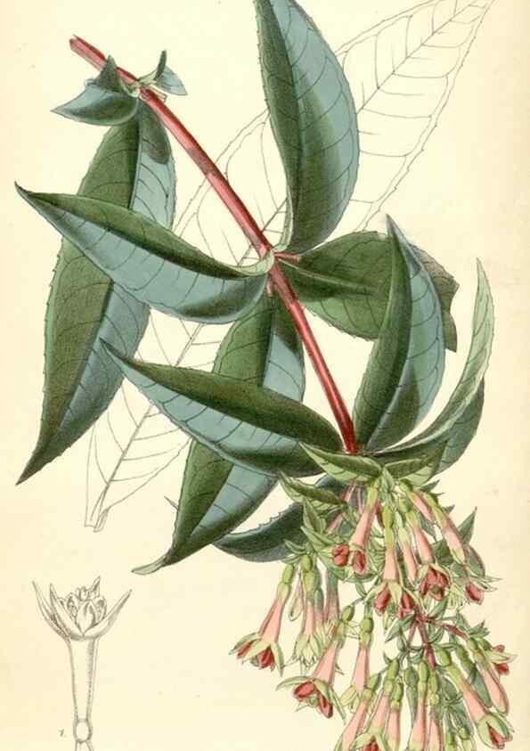 Reproducción/Reproduction 8391956597: Curtis's botanical magazine.. London ;New York [etc.] :Academic Press [etc.]