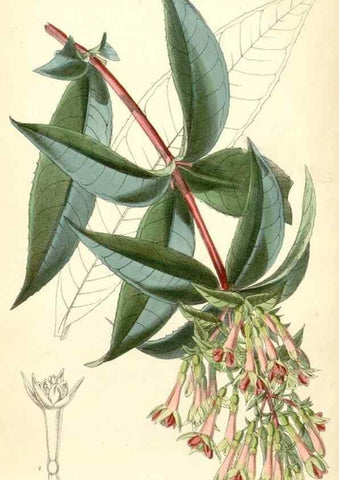 Reproducción/Reproduction 8391956597: Curtis's botanical magazine.. London ;New York [etc.] :Academic Press [etc.]