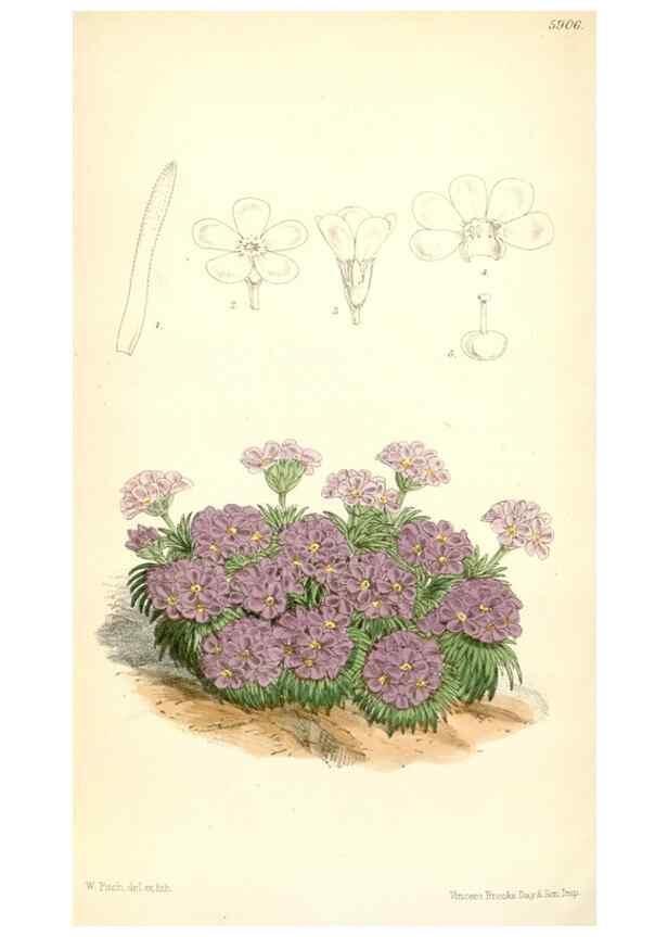 Reproducción/Reproduction 8393038854: Curtis's botanical magazine.. London ;New York [etc.] :Academic Press [etc.]
