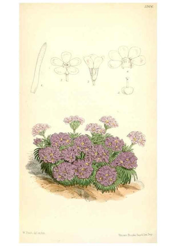 Reproducción/Reproduction 8393038854: Curtis's botanical magazine.. London ;New York [etc.] :Academic Press [etc.]