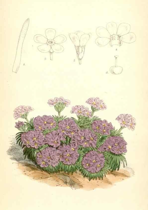 Reproducción/Reproduction 8393038854: Curtis's botanical magazine.. London ;New York [etc.] :Academic Press [etc.]