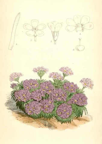 Reproducción/Reproduction 8393038854: Curtis's botanical magazine.. London ;New York [etc.] :Academic Press [etc.]