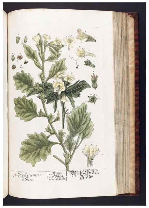 Reproducción/Reproduction 8379528317: Herbarium Blackwellianum emendatum et auctum, id est, Elisabethae Blackwell collectio stirpium. Norimbergae : Typis Io. Iosephi Fleischmanni, 1750-1773.