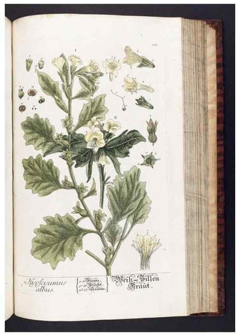 Reproducción/Reproduction 8379528317: Herbarium Blackwellianum emendatum et auctum, id est, Elisabethae Blackwell collectio stirpium. Norimbergae : Typis Io. Iosephi Fleischmanni, 1750-1773.