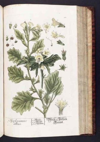 Reproducción/Reproduction 8379528317: Herbarium Blackwellianum emendatum et auctum, id est, Elisabethae Blackwell collectio stirpium. Norimbergae : Typis Io. Iosephi Fleischmanni, 1750-1773.