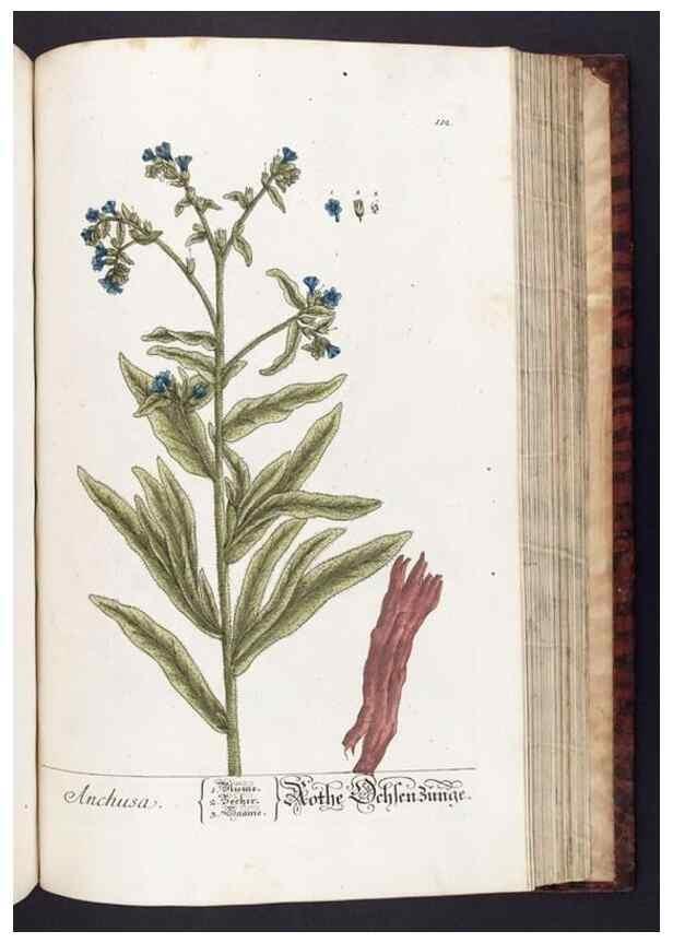 Reproducción/Reproduction 8379528537: Herbarium Blackwellianum emendatum et auctum, id est, Elisabethae Blackwell collectio stirpium. Norimbergae : Typis Io. Iosephi Fleischmanni, 1750-1773.