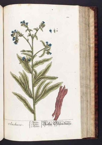 Reproducción/Reproduction 8379528537: Herbarium Blackwellianum emendatum et auctum, id est, Elisabethae Blackwell collectio stirpium. Norimbergae : Typis Io. Iosephi Fleischmanni, 1750-1773.