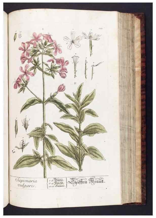 Reproducción/Reproduction 8379528927: Herbarium Blackwellianum emendatum et auctum, id est, Elisabethae Blackwell collectio stirpium. Norimbergae : Typis Io. Iosephi Fleischmanni, 1750-1773.