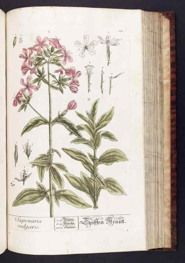 Reproducción/Reproduction 8379528927: Herbarium Blackwellianum emendatum et auctum, id est, Elisabethae Blackwell collectio stirpium. Norimbergae : Typis Io. Iosephi Fleischmanni, 1750-1773.
