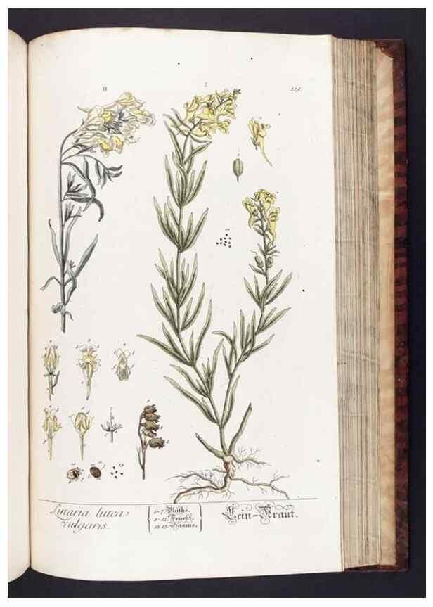 Reproducción/Reproduction 8379529387: Herbarium Blackwellianum emendatum et auctum, id est, Elisabethae Blackwell collectio stirpium. Norimbergae : Typis Io. Iosephi Fleischmanni, 1750-1773.