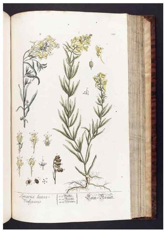 Reproducción/Reproduction 8379529387: Herbarium Blackwellianum emendatum et auctum, id est, Elisabethae Blackwell collectio stirpium. Norimbergae : Typis Io. Iosephi Fleischmanni, 1750-1773.