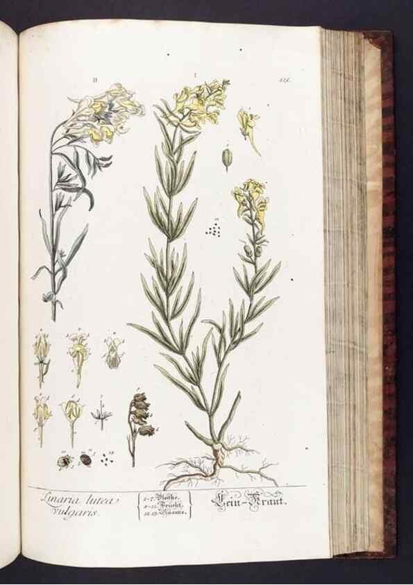 Reproducción/Reproduction 8379529387: Herbarium Blackwellianum emendatum et auctum, id est, Elisabethae Blackwell collectio stirpium. Norimbergae : Typis Io. Iosephi Fleischmanni, 1750-1773.