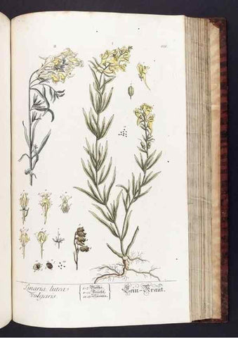 Reproducción/Reproduction 8379529387: Herbarium Blackwellianum emendatum et auctum, id est, Elisabethae Blackwell collectio stirpium. Norimbergae : Typis Io. Iosephi Fleischmanni, 1750-1773.