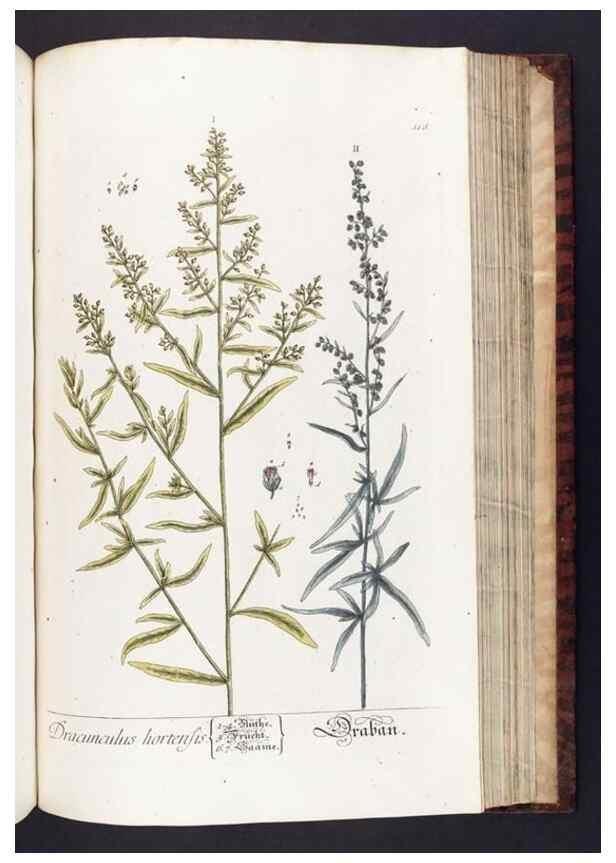 Reproducción/Reproduction 8379529557: Herbarium Blackwellianum emendatum et auctum, id est, Elisabethae Blackwell collectio stirpium. Norimbergae : Typis Io. Iosephi Fleischmanni, 1750-1773.
