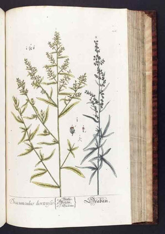 Reproducción/Reproduction 8379529557: Herbarium Blackwellianum emendatum et auctum, id est, Elisabethae Blackwell collectio stirpium. Norimbergae : Typis Io. Iosephi Fleischmanni, 1750-1773.
