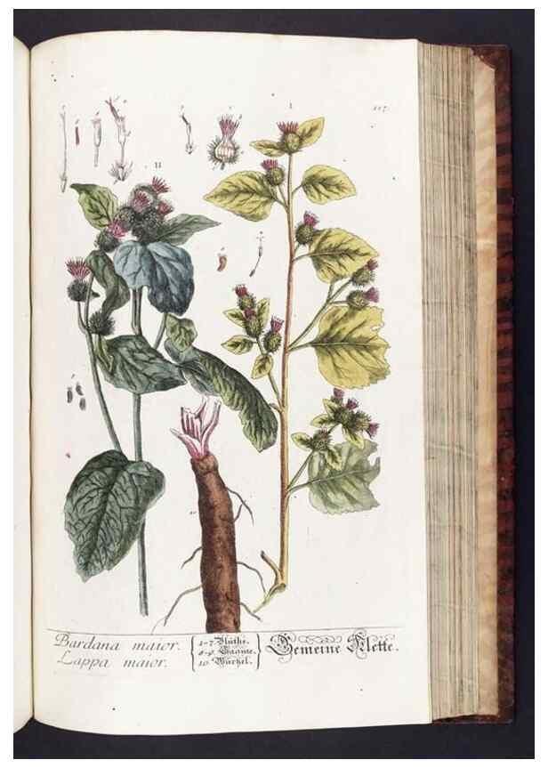 Reproducción/Reproduction 8379529729: Herbarium Blackwellianum emendatum et auctum, id est, Elisabethae Blackwell collectio stirpium. Norimbergae : Typis Io. Iosephi Fleischmanni, 1750-1773.