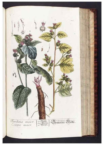 Reproducción/Reproduction 8379529729: Herbarium Blackwellianum emendatum et auctum, id est, Elisabethae Blackwell collectio stirpium. Norimbergae : Typis Io. Iosephi Fleischmanni, 1750-1773.