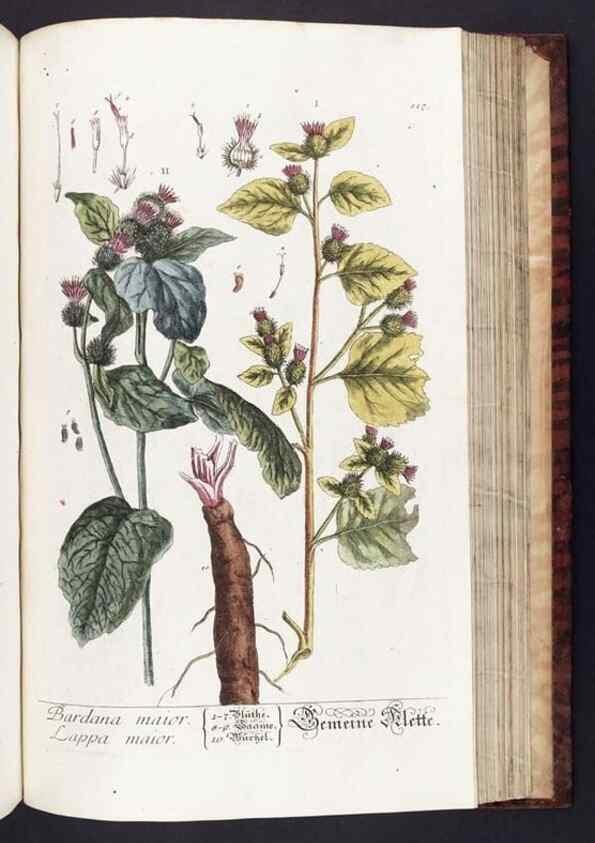 Reproducción/Reproduction 8379529729: Herbarium Blackwellianum emendatum et auctum, id est, Elisabethae Blackwell collectio stirpium. Norimbergae : Typis Io. Iosephi Fleischmanni, 1750-1773.