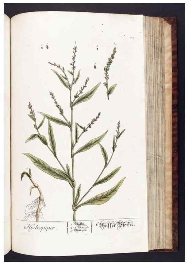 Reproducción/Reproduction 8379530207: Herbarium Blackwellianum emendatum et auctum, id est, Elisabethae Blackwell collectio stirpium. Norimbergae : Typis Io. Iosephi Fleischmanni, 1750-1773.