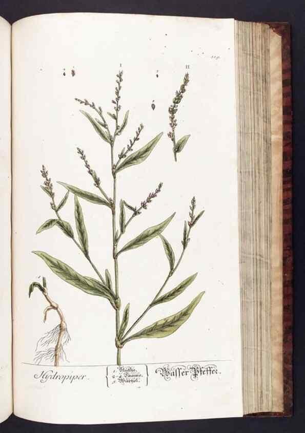 Reproducción/Reproduction 8379530207: Herbarium Blackwellianum emendatum et auctum, id est, Elisabethae Blackwell collectio stirpium. Norimbergae : Typis Io. Iosephi Fleischmanni, 1750-1773.