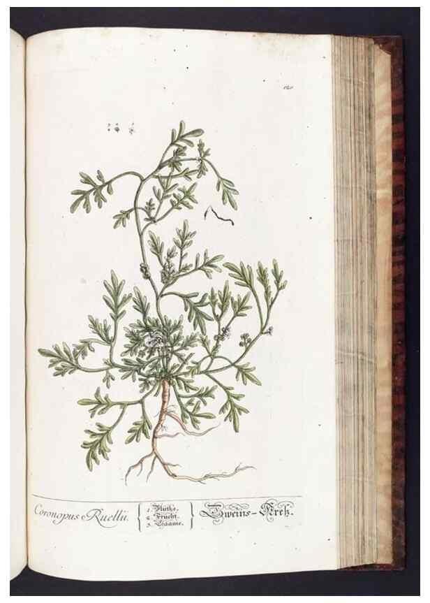 Reproducción/Reproduction 8380610204: Herbarium Blackwellianum emendatum et auctum, id est, Elisabethae Blackwell collectio stirpium. Norimbergae : Typis Io. Iosephi Fleischmanni, 1750-1773.