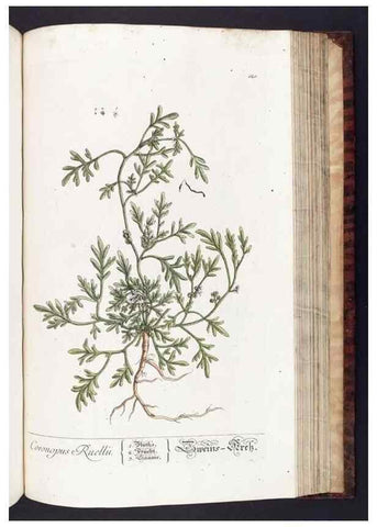 Reproducción/Reproduction 8380610204: Herbarium Blackwellianum emendatum et auctum, id est, Elisabethae Blackwell collectio stirpium. Norimbergae : Typis Io. Iosephi Fleischmanni, 1750-1773.