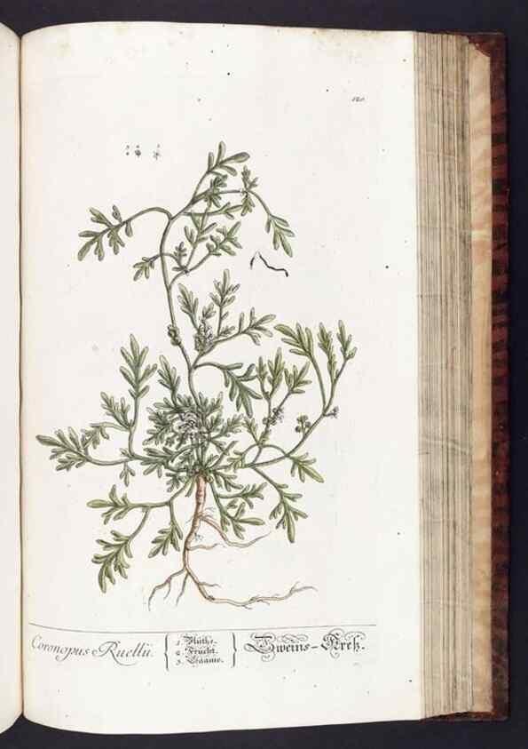 Reproducción/Reproduction 8380610204: Herbarium Blackwellianum emendatum et auctum, id est, Elisabethae Blackwell collectio stirpium. Norimbergae : Typis Io. Iosephi Fleischmanni, 1750-1773.