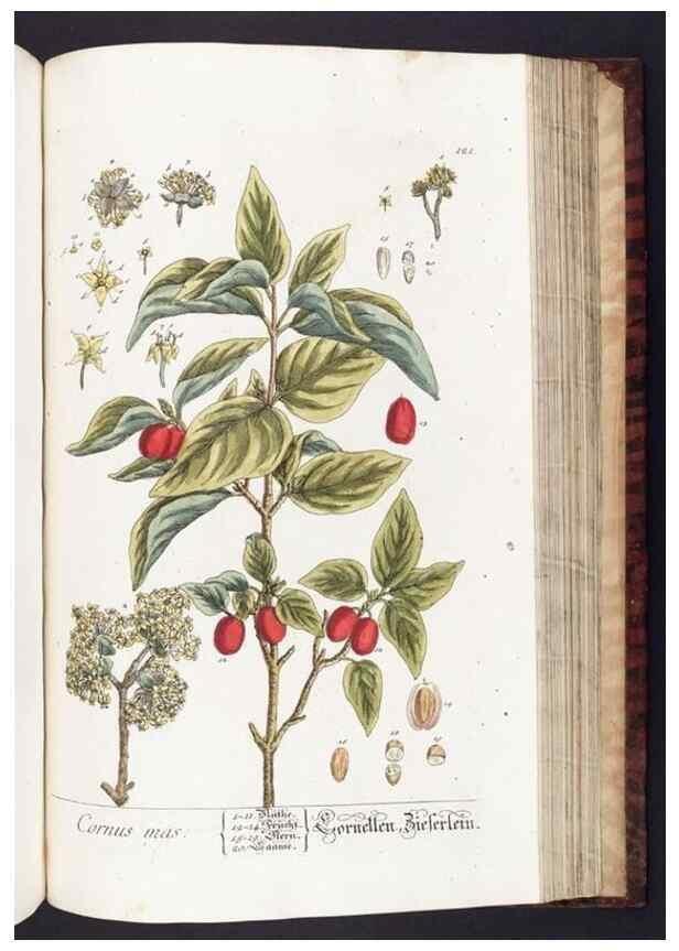 Reproducción/Reproduction 8380610476: Herbarium Blackwellianum emendatum et auctum, id est, Elisabethae Blackwell collectio stirpium. Norimbergae : Typis Io. Iosephi Fleischmanni, 1750-1773.
