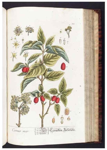Reproducción/Reproduction 8380610476: Herbarium Blackwellianum emendatum et auctum, id est, Elisabethae Blackwell collectio stirpium. Norimbergae : Typis Io. Iosephi Fleischmanni, 1750-1773.
