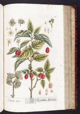 Reproducción/Reproduction 8380610476: Herbarium Blackwellianum emendatum et auctum, id est, Elisabethae Blackwell collectio stirpium. Norimbergae : Typis Io. Iosephi Fleischmanni, 1750-1773.