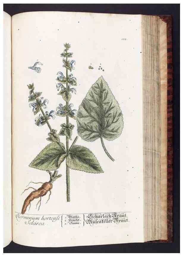 Reproducción/Reproduction 8379530991: Herbarium Blackwellianum emendatum et auctum, id est, Elisabethae Blackwell collectio stirpium. Norimbergae : Typis Io. Iosephi Fleischmanni, 1750-1773.