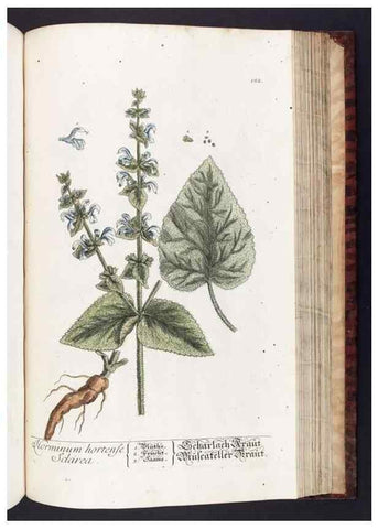 Reproducción/Reproduction 8379530991: Herbarium Blackwellianum emendatum et auctum, id est, Elisabethae Blackwell collectio stirpium. Norimbergae : Typis Io. Iosephi Fleischmanni, 1750-1773.