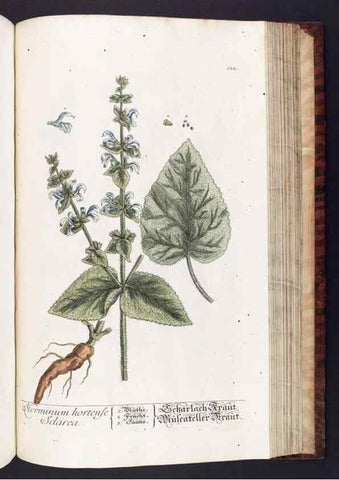 Reproducción/Reproduction 8379530991: Herbarium Blackwellianum emendatum et auctum, id est, Elisabethae Blackwell collectio stirpium. Norimbergae : Typis Io. Iosephi Fleischmanni, 1750-1773.