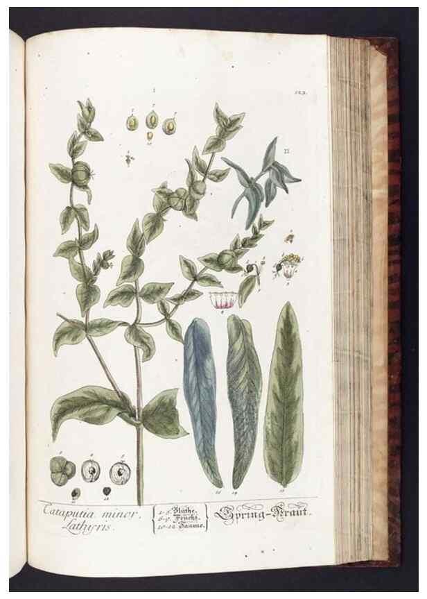 Reproducción/Reproduction 8380610828: Herbarium Blackwellianum emendatum et auctum, id est, Elisabethae Blackwell collectio stirpium. Norimbergae : Typis Io. Iosephi Fleischmanni, 1750-1773.