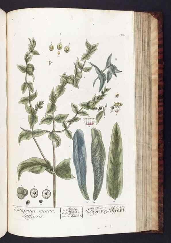 Reproducción/Reproduction 8380610828: Herbarium Blackwellianum emendatum et auctum, id est, Elisabethae Blackwell collectio stirpium. Norimbergae : Typis Io. Iosephi Fleischmanni, 1750-1773.