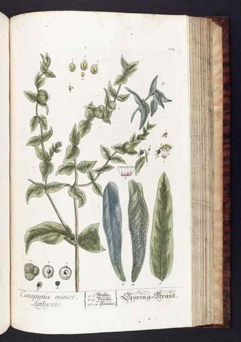 Reproducción/Reproduction 8380610828: Herbarium Blackwellianum emendatum et auctum, id est, Elisabethae Blackwell collectio stirpium. Norimbergae : Typis Io. Iosephi Fleischmanni, 1750-1773.