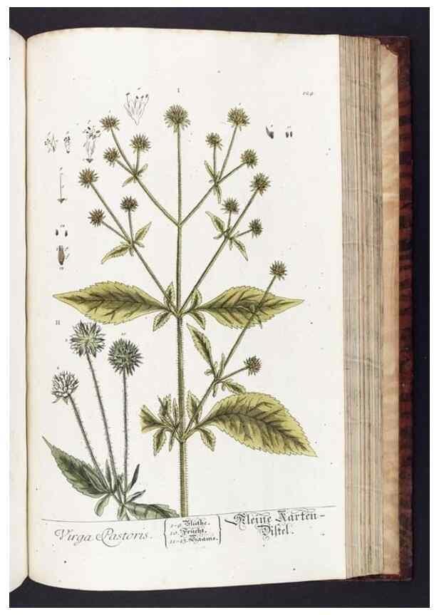 Reproducción/Reproduction 8379531375: Herbarium Blackwellianum emendatum et auctum, id est, Elisabethae Blackwell collectio stirpium. Norimbergae : Typis Io. Iosephi Fleischmanni, 1750-1773.