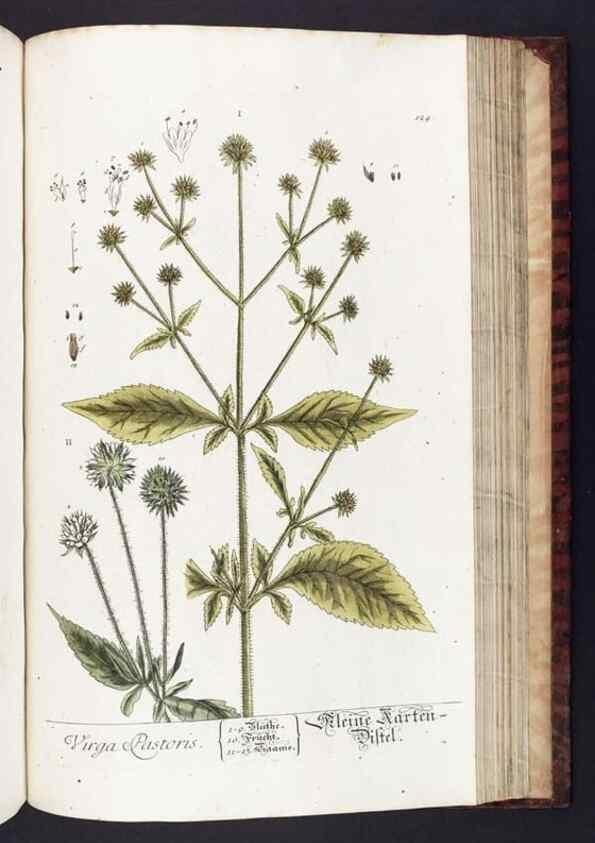 Reproducción/Reproduction 8379531375: Herbarium Blackwellianum emendatum et auctum, id est, Elisabethae Blackwell collectio stirpium. Norimbergae : Typis Io. Iosephi Fleischmanni, 1750-1773.