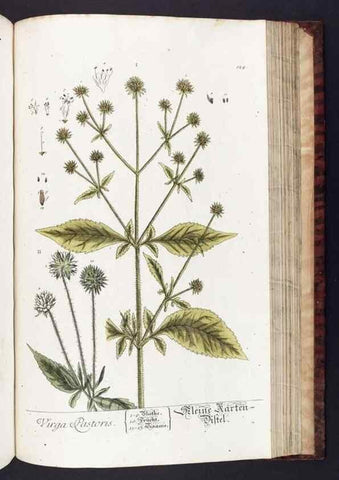 Reproducción/Reproduction 8379531375: Herbarium Blackwellianum emendatum et auctum, id est, Elisabethae Blackwell collectio stirpium. Norimbergae : Typis Io. Iosephi Fleischmanni, 1750-1773.