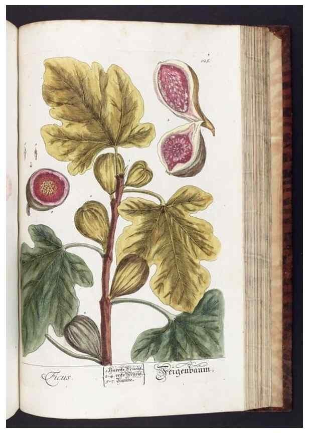 Reproducción/Reproduction 8380611122: Herbarium Blackwellianum emendatum et auctum, id est, Elisabethae Blackwell collectio stirpium. Norimbergae : Typis Io. Iosephi Fleischmanni, 1750-1773.