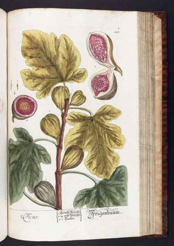 Reproducción/Reproduction 8380611122: Herbarium Blackwellianum emendatum et auctum, id est, Elisabethae Blackwell collectio stirpium. Norimbergae : Typis Io. Iosephi Fleischmanni, 1750-1773.