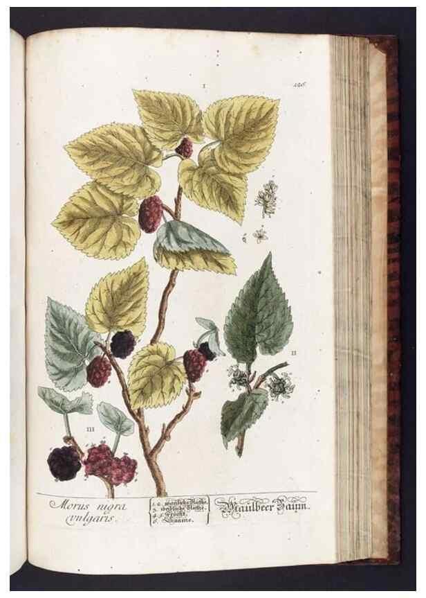 Reproducción/Reproduction 8380611260: Herbarium Blackwellianum emendatum et auctum, id est, Elisabethae Blackwell collectio stirpium. Norimbergae : Typis Io. Iosephi Fleischmanni, 1750-1773.
