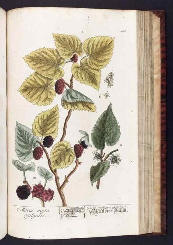 Reproducción/Reproduction 8380611260: Herbarium Blackwellianum emendatum et auctum, id est, Elisabethae Blackwell collectio stirpium. Norimbergae : Typis Io. Iosephi Fleischmanni, 1750-1773.