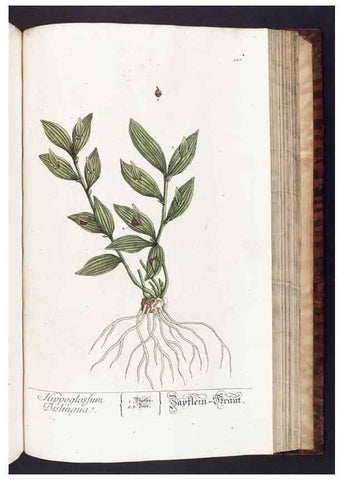 Reproducción/Reproduction 8380611736: Herbarium Blackwellianum emendatum et auctum, id est, Elisabethae Blackwell collectio stirpium. Norimbergae : Typis Io. Iosephi Fleischmanni, 1750-1773.