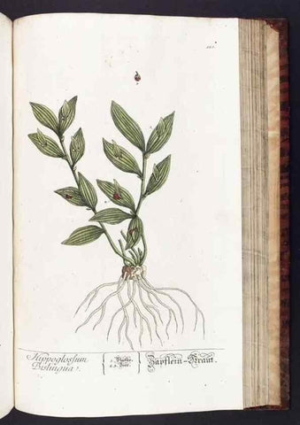 Reproducción/Reproduction 8380611736: Herbarium Blackwellianum emendatum et auctum, id est, Elisabethae Blackwell collectio stirpium. Norimbergae : Typis Io. Iosephi Fleischmanni, 1750-1773.