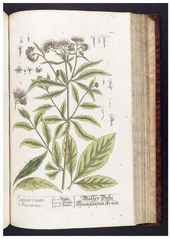 Reproducción/Reproduction 8380607814: Herbarium Blackwellianum emendatum et auctum, id est, Elisabethae Blackwell collectio stirpium. Norimbergae : Typis Io. Iosephi Fleischmanni, 1750-1773.
