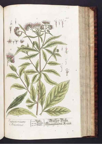 Reproducción/Reproduction 8380607814: Herbarium Blackwellianum emendatum et auctum, id est, Elisabethae Blackwell collectio stirpium. Norimbergae : Typis Io. Iosephi Fleischmanni, 1750-1773.